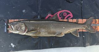 Kanadar�ding 6,520 kgAnders Dyrinder Petersson