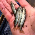 Pengar till fiskevård