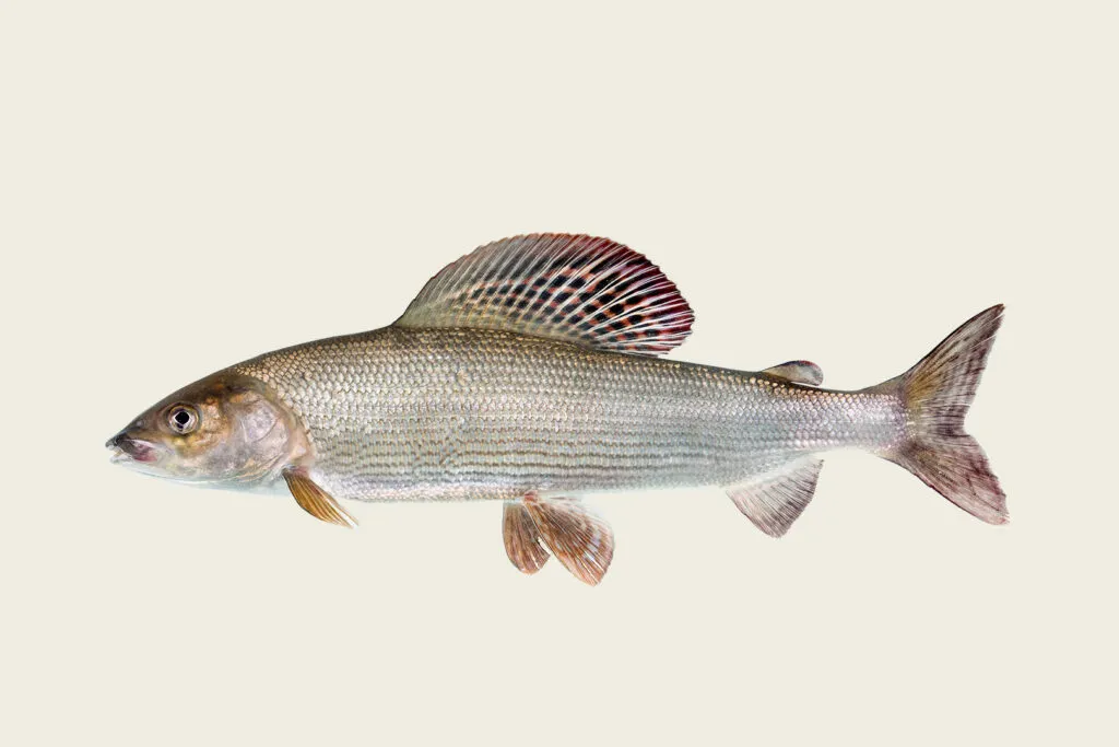 Simmande harr.